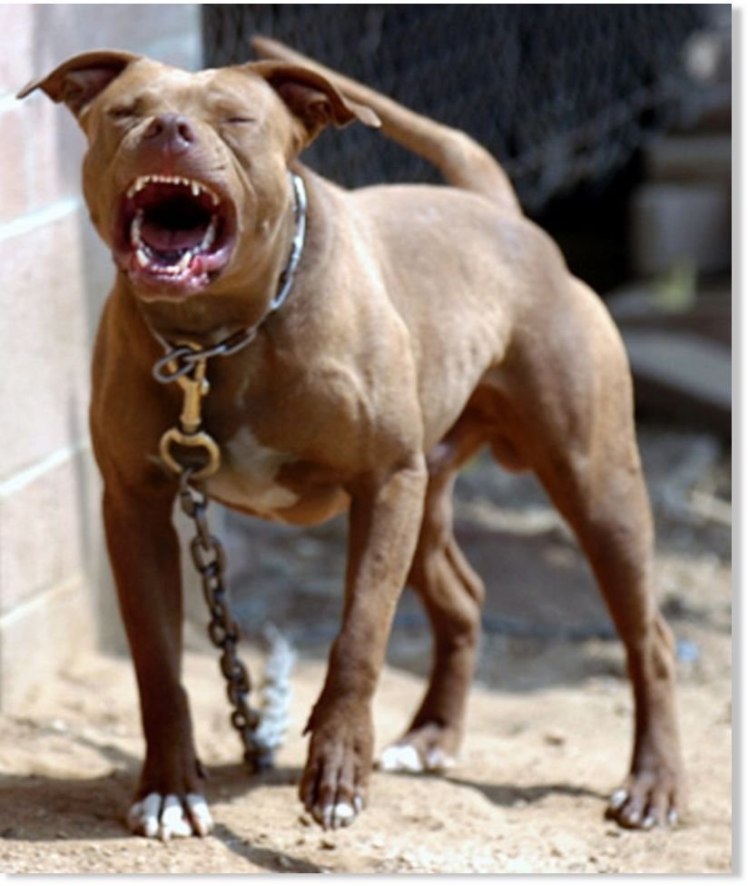 Самые большие и злые собаки