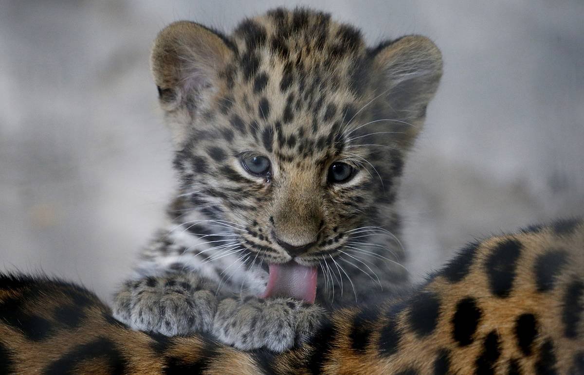 Дальневосточный Амурский леопард