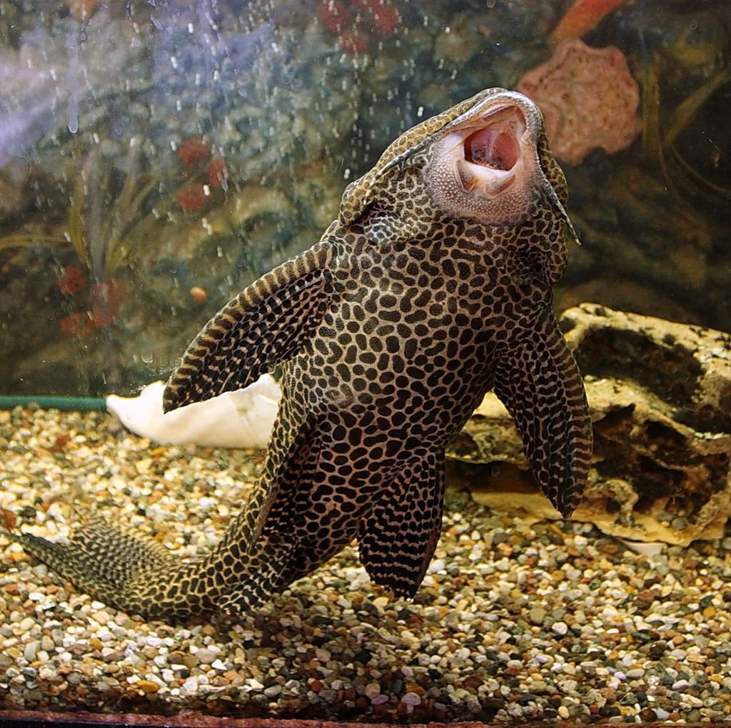 Аквариумные рыбки Голдфиш