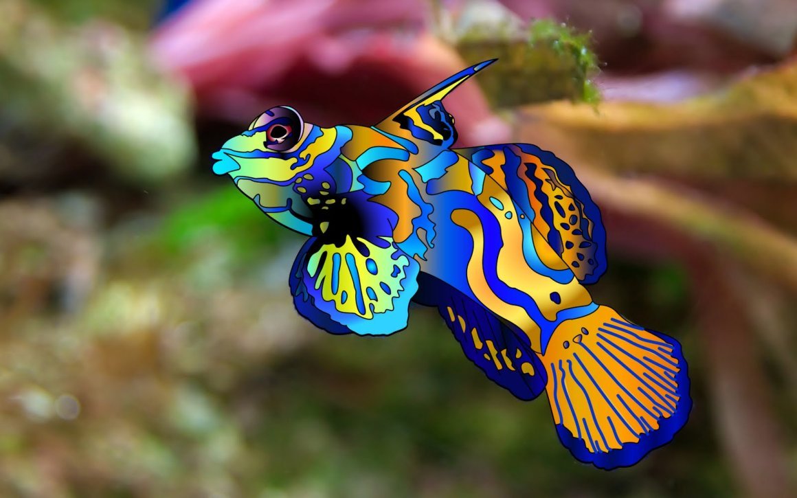 Рыба хирург малек