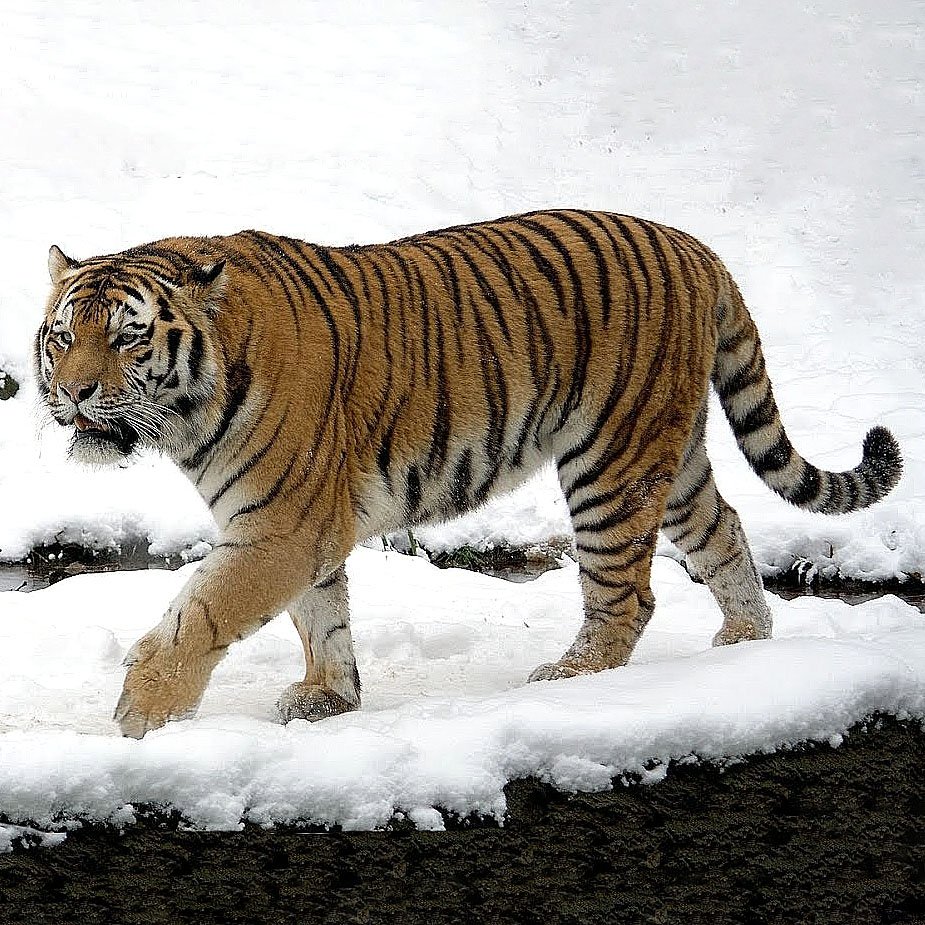 Амурский тигр