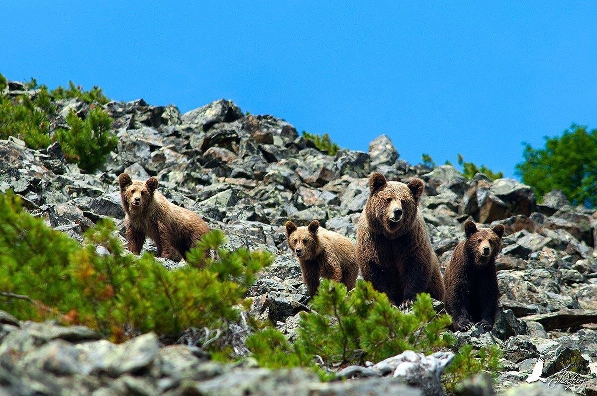 Фауна Магаданской области