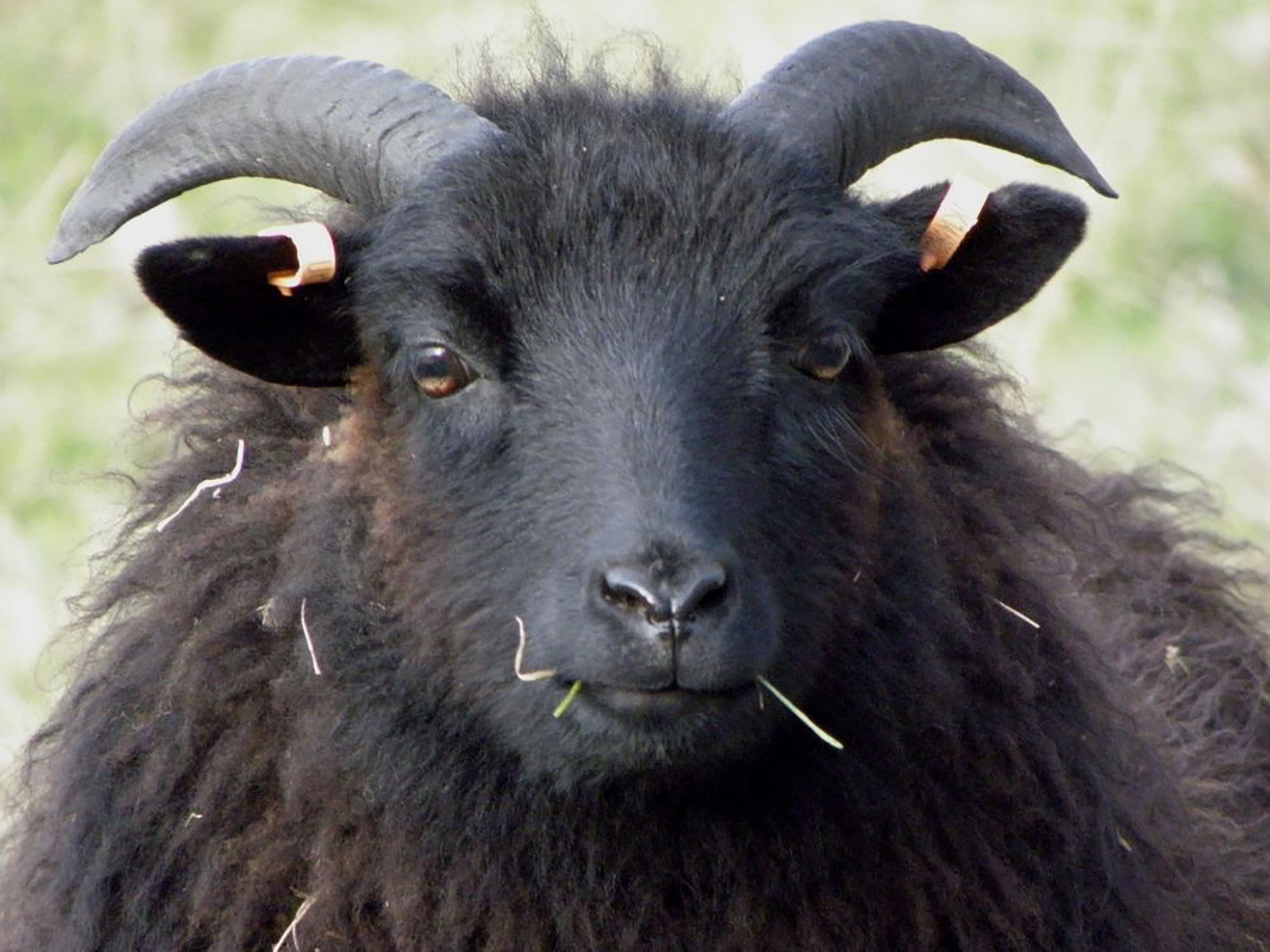 Овцы черного цвета. Черный баран. Черная овца. Черный кудрявый баран. Водяная овца.