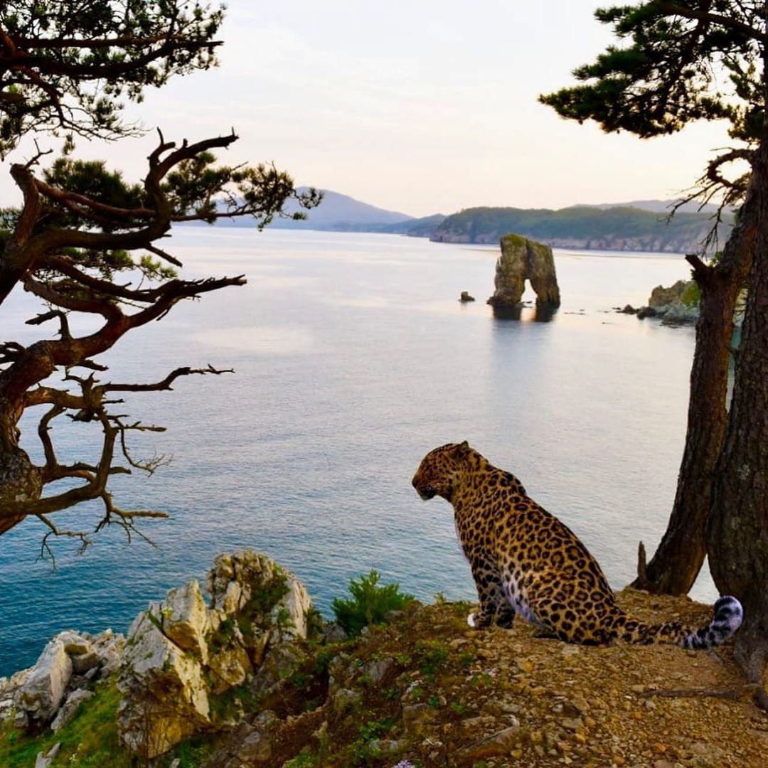 Земля леопарда национальный парк