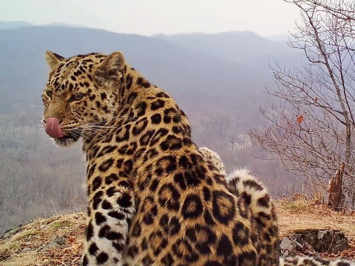 Амурский леопард в Дальнем востоке