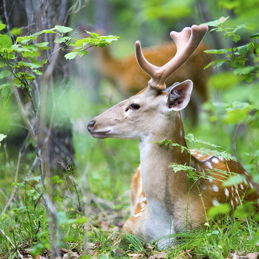 Фауна Бузулукского Бора