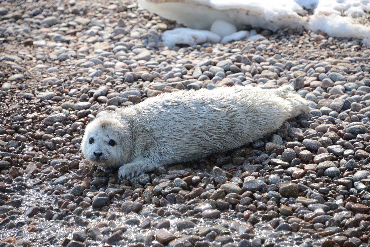 Дальневосточный морской заповедник тюлень Ларго
