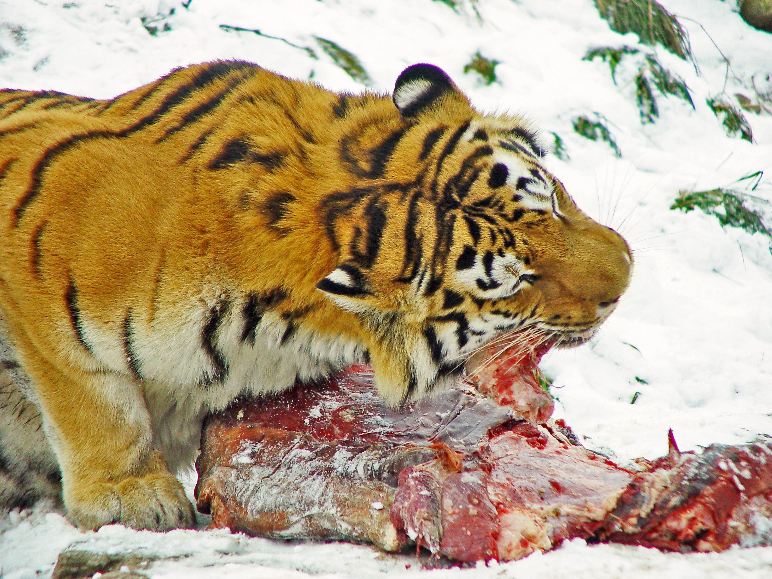 Животные красной амурский тигр. Амурский тигр. Тигр Дальневосточный Амурский. Хищные звери. Уссурийский тигр.