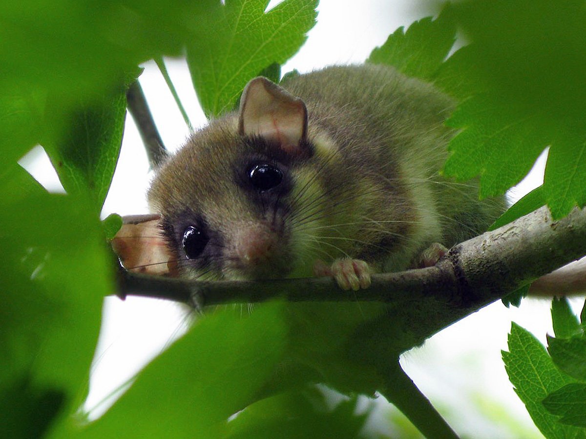 Сонька полчок