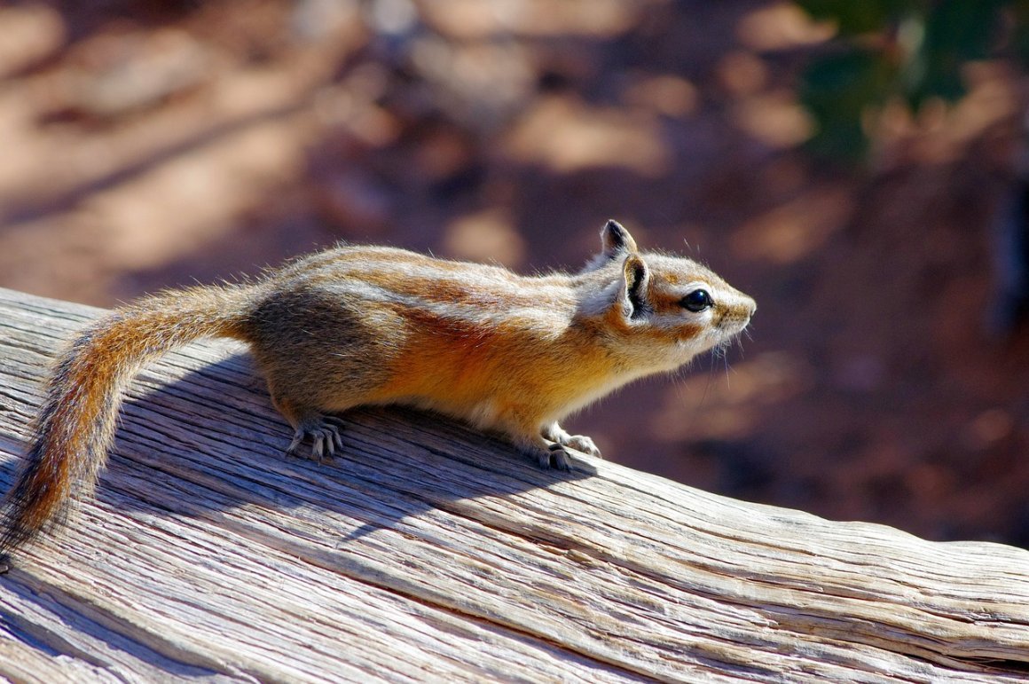 Грызуны с пушистым хвостом