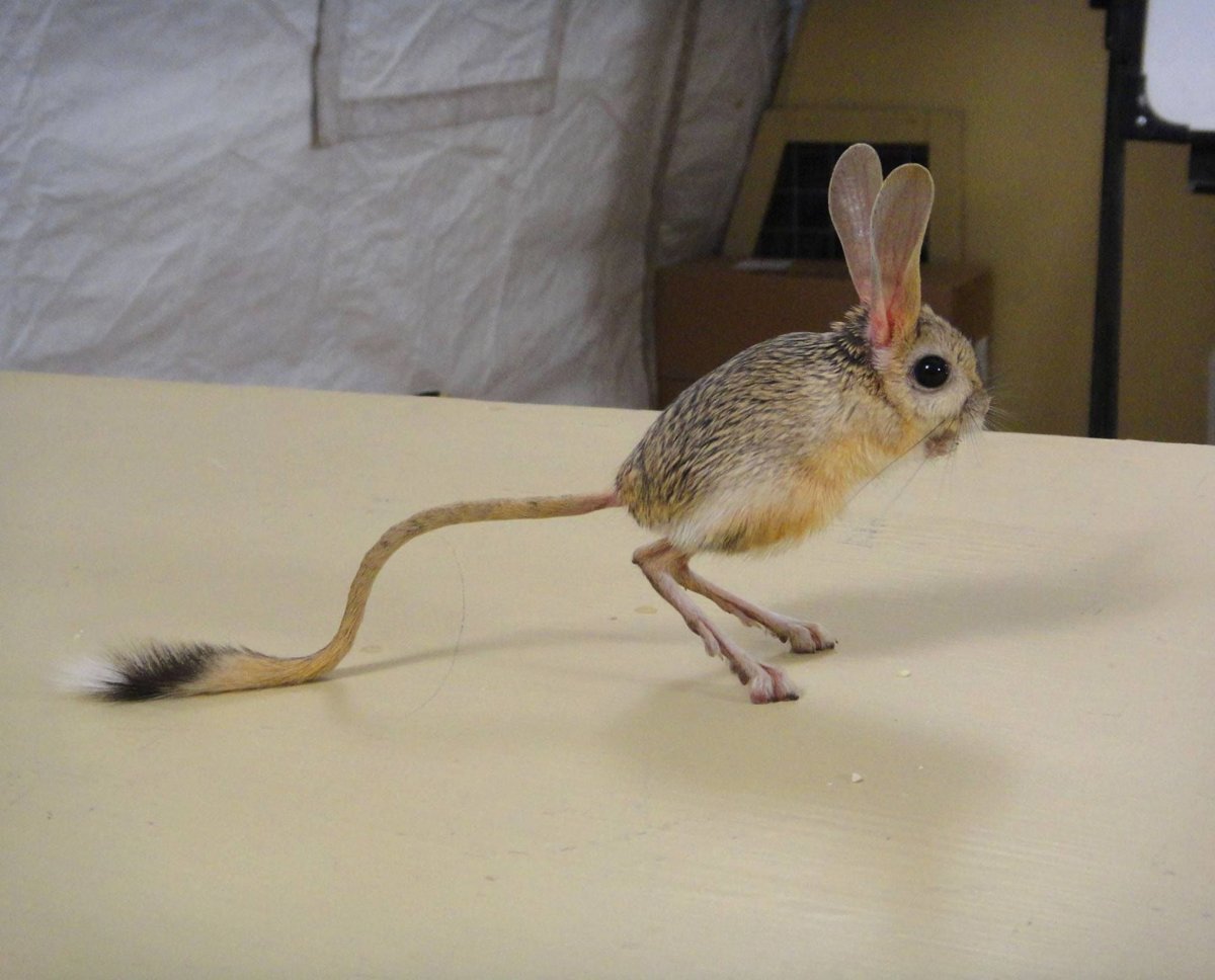 Афганский тушканчик