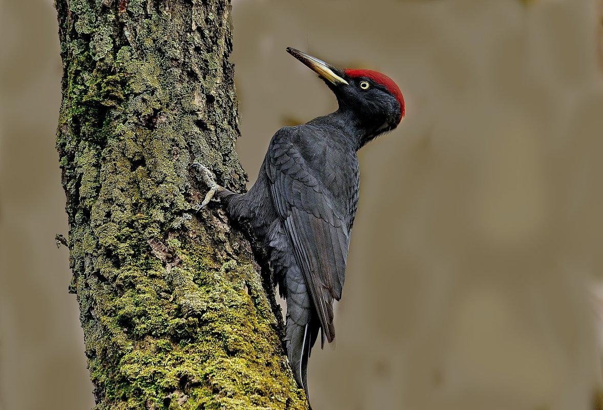 Дрозд свиристель Крымский