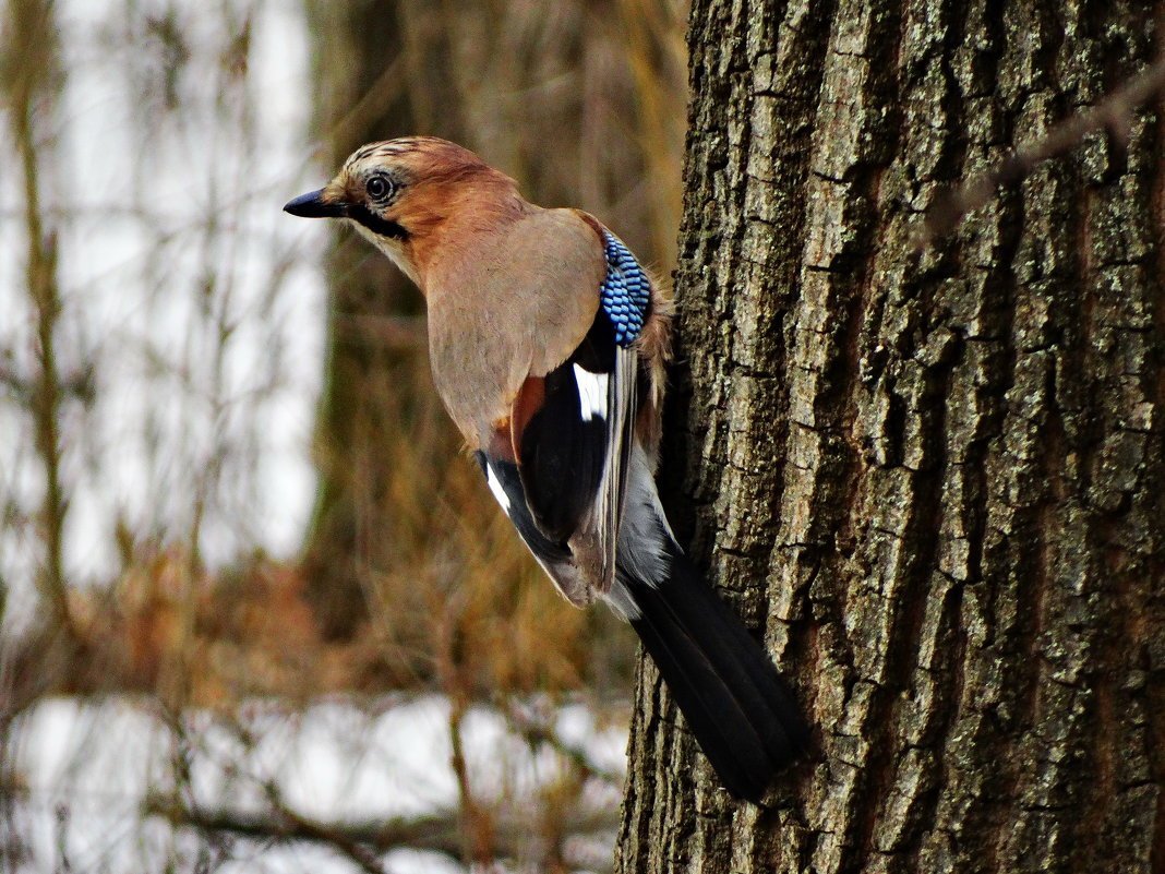 Сойка Лесная птица