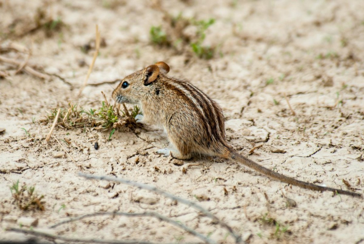 Мышь полевка полосатая