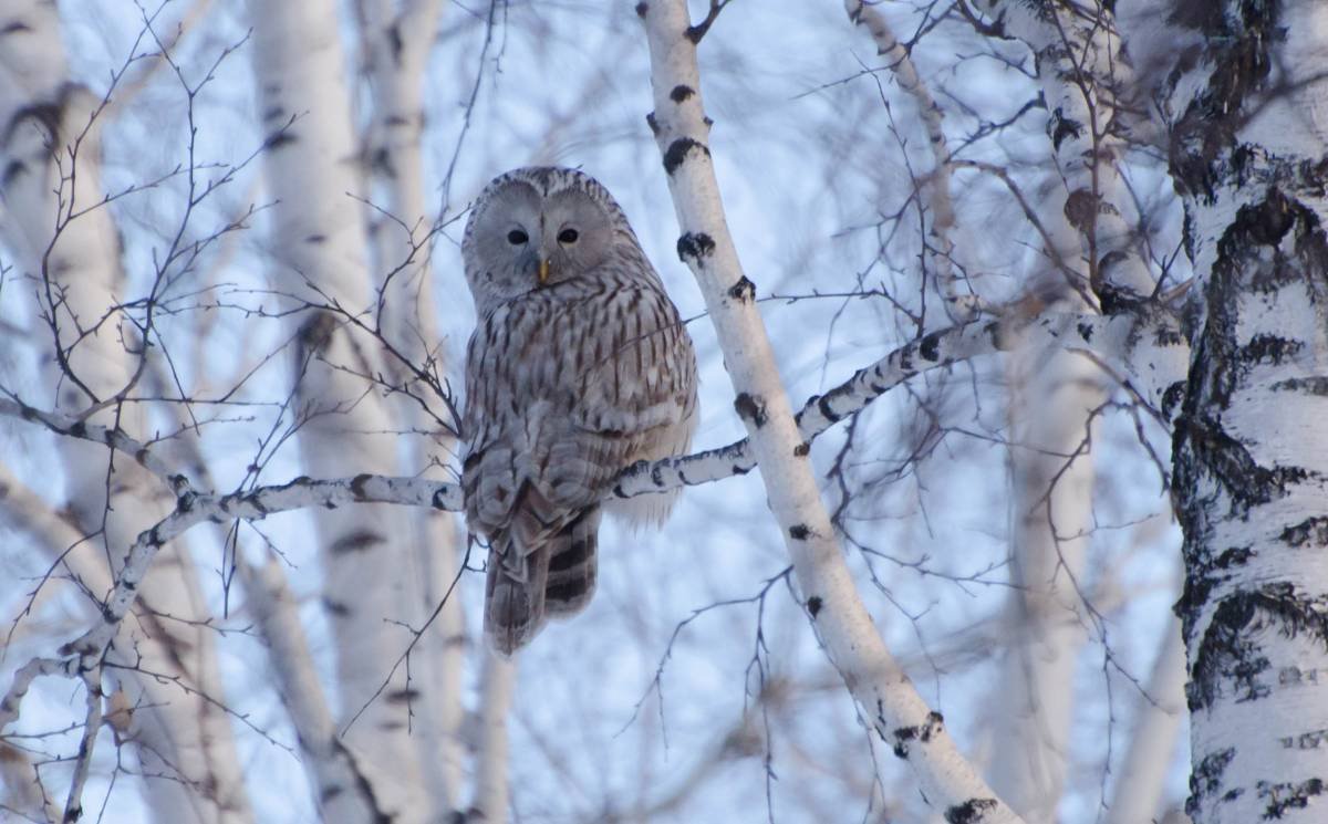 Хищные птицы карельского перешейка
