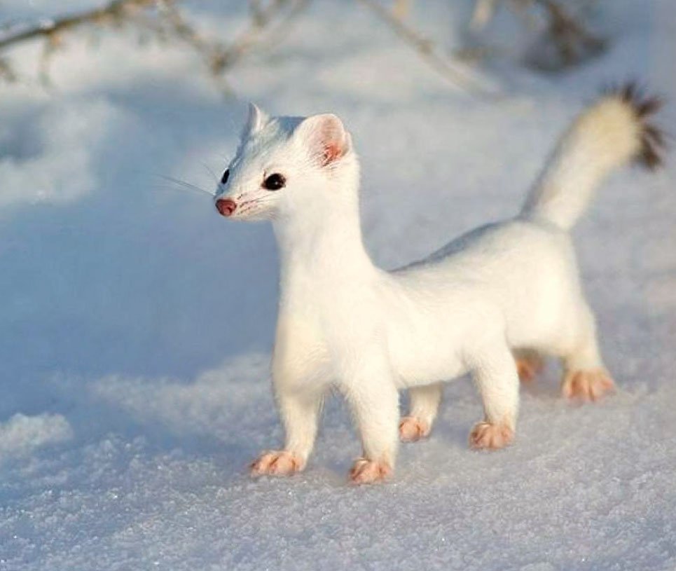 Горностай Сахалинский