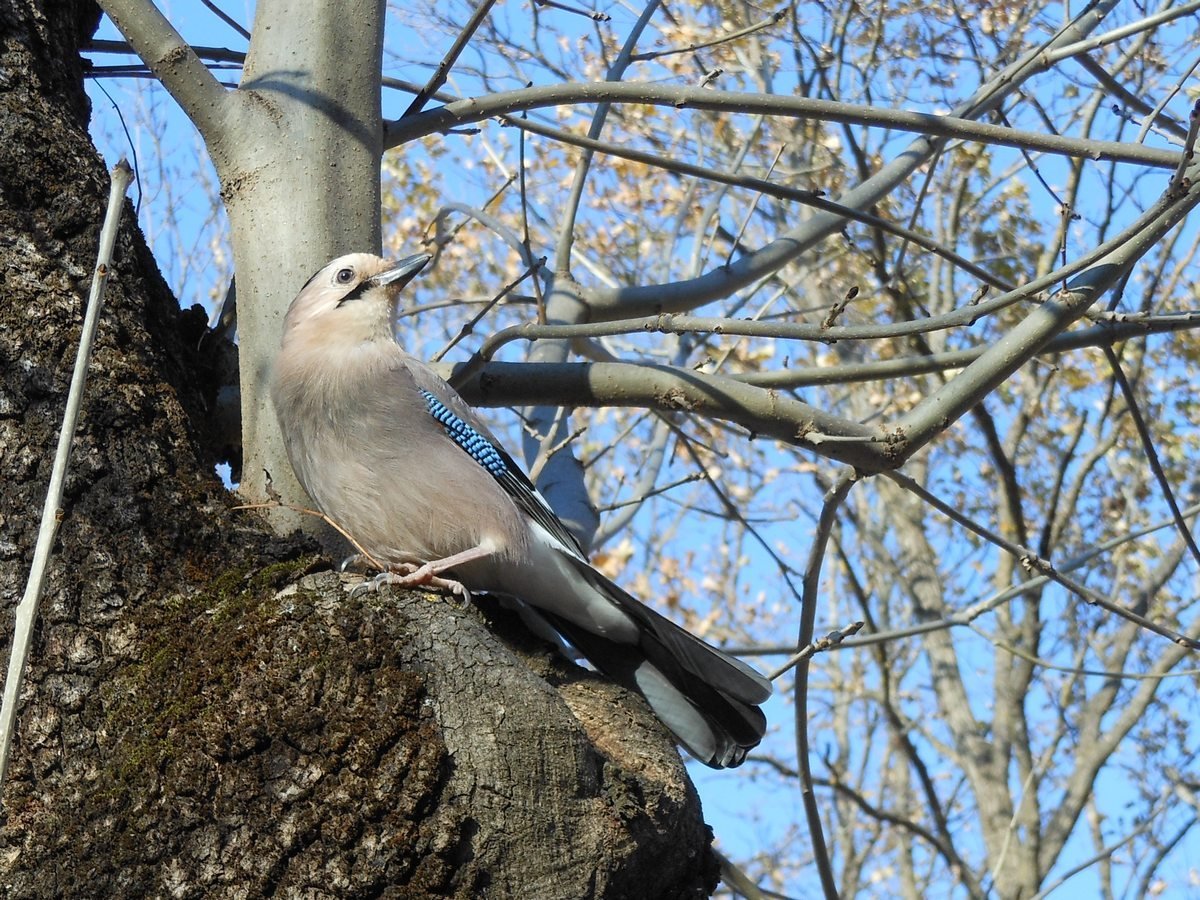 Хищные птицы Чувашии