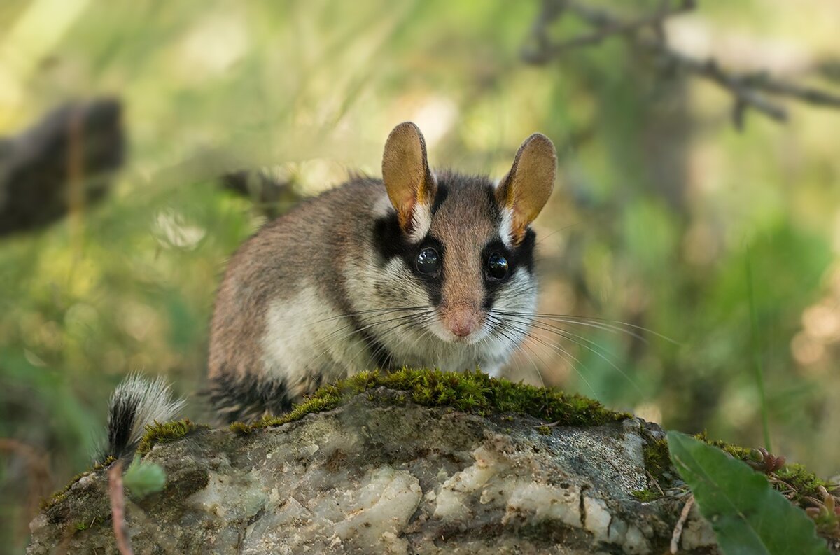 Садовая Соня eliomys quercinus