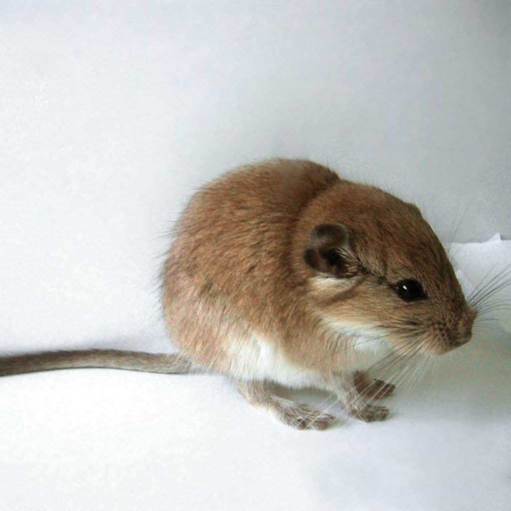 Грызун tympanoctomys barrerae