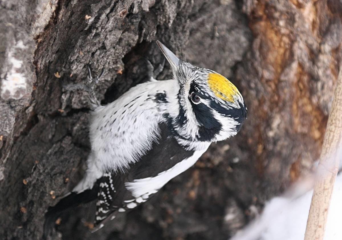 Сова длиннохвостая неясыть
