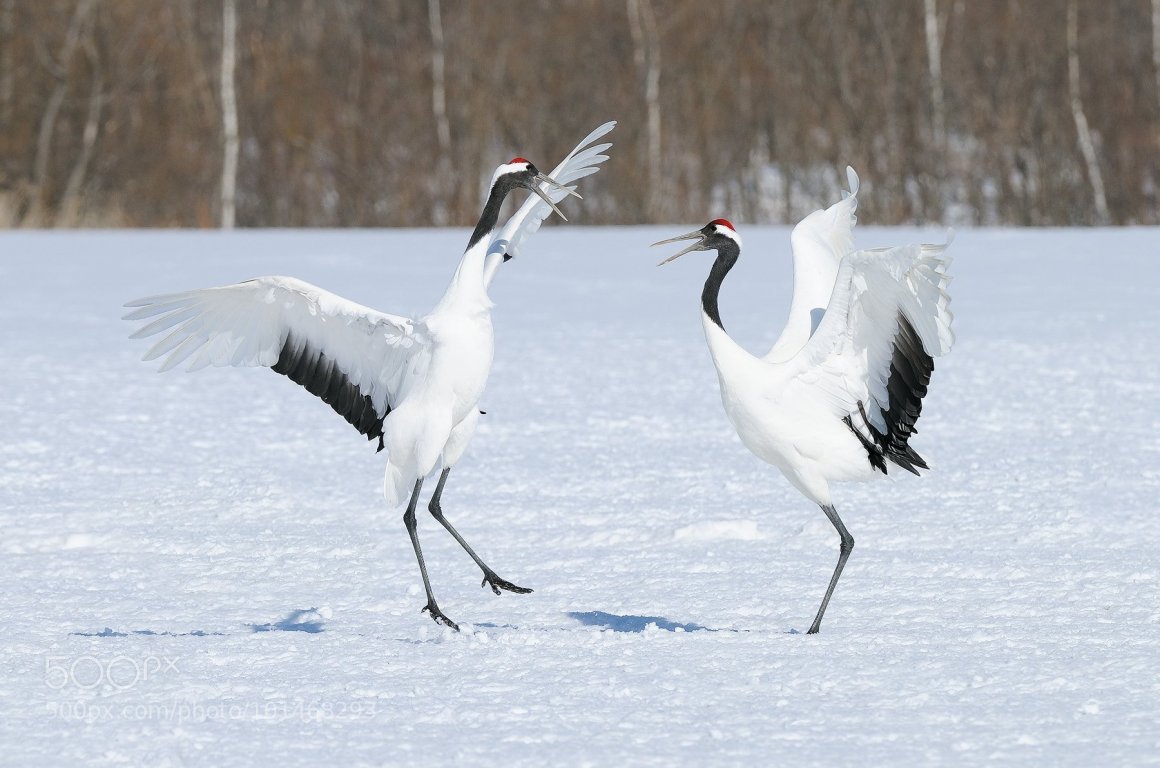 Хищные птицы чеглок