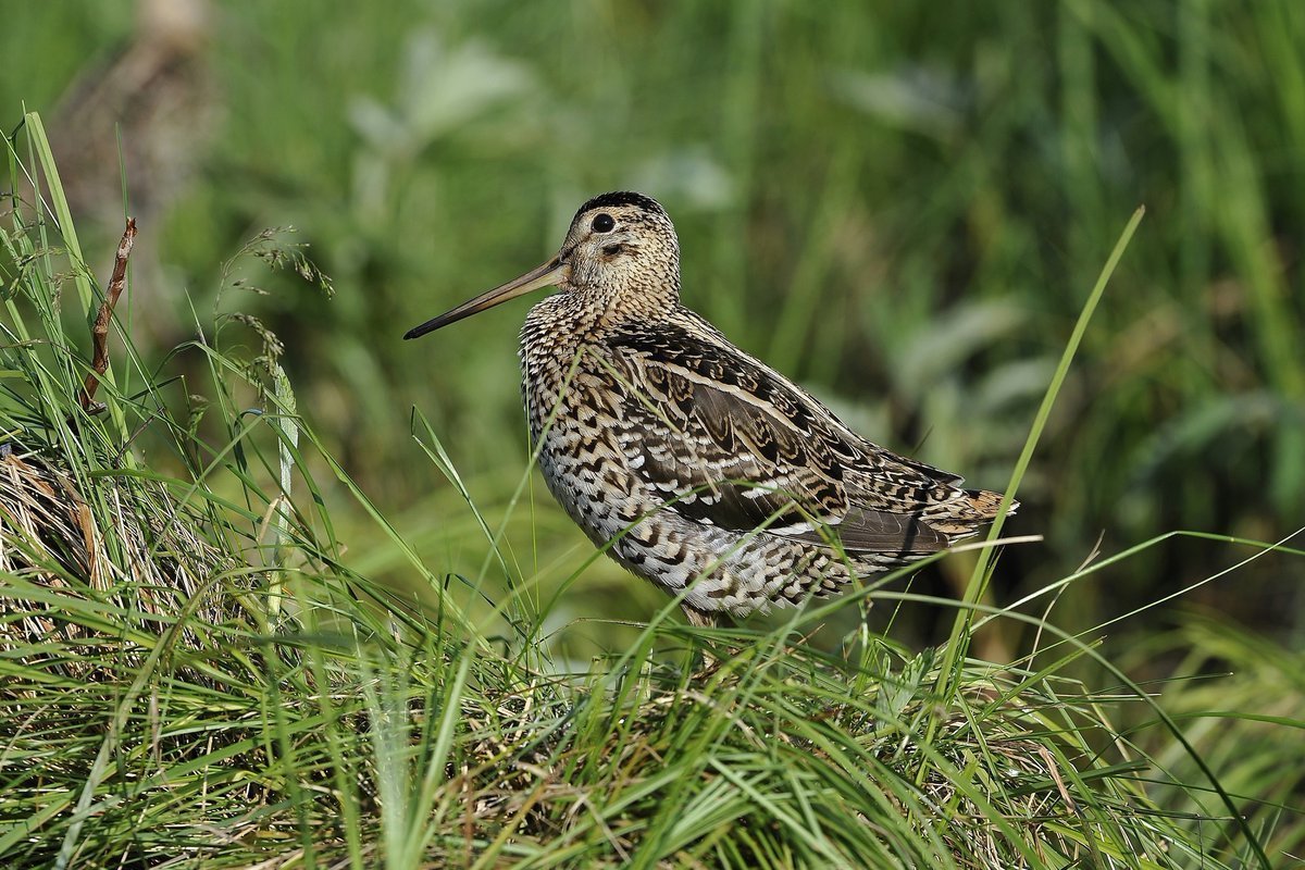 Разнообразие природы Чувашии
