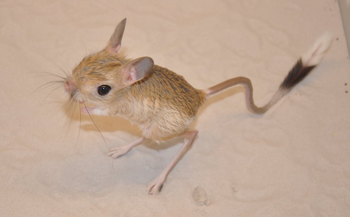 Египетский тушканчик