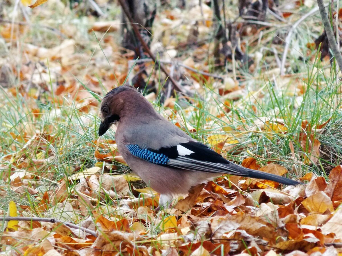 Мохноногий Сыч