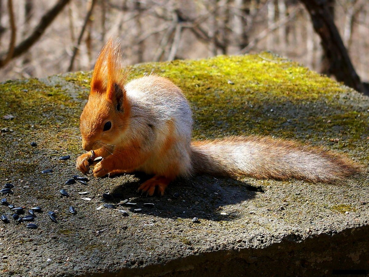 Аризонская белка