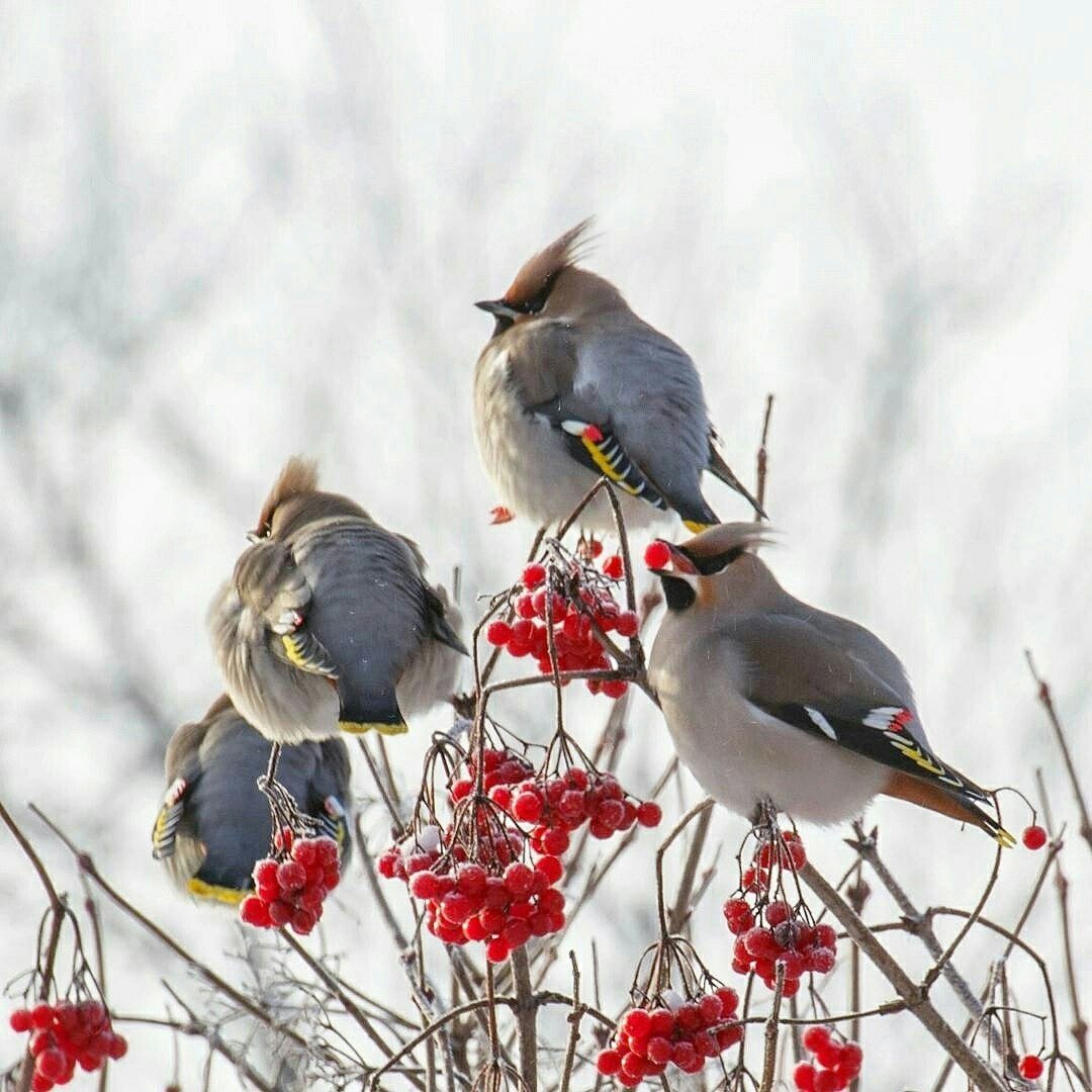 Длиннохвостая неясыть гнездо