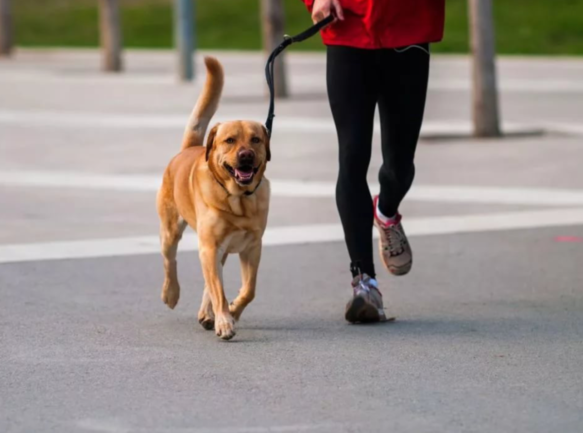 Схема вакцинации от бешенства для щенков