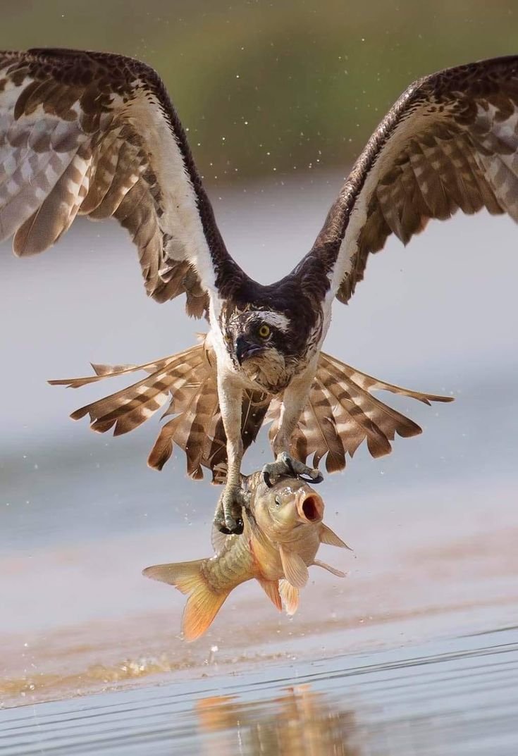 Зимородок охотится