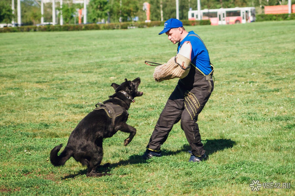 Мальчик который обучает собаку