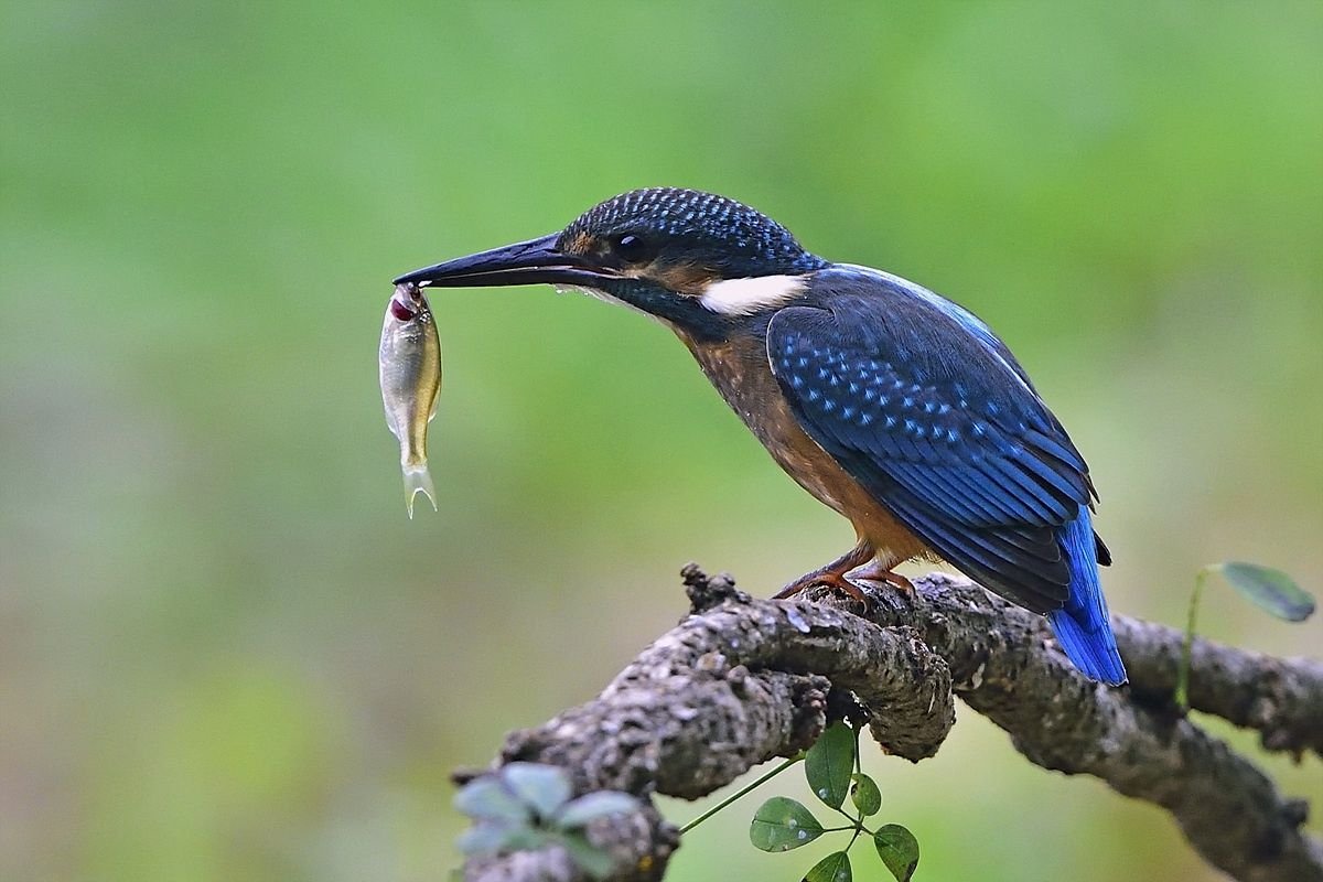 Сова ловит рыбу