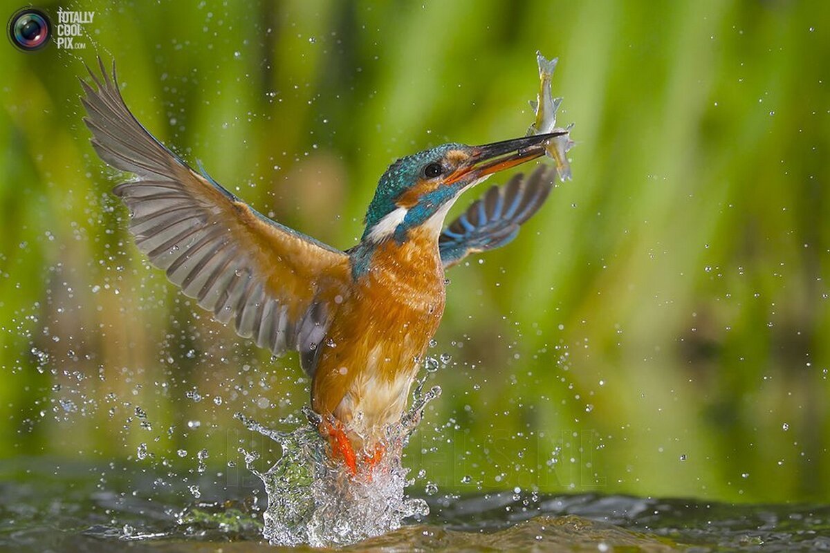 Рыболов-Скопа фото птица