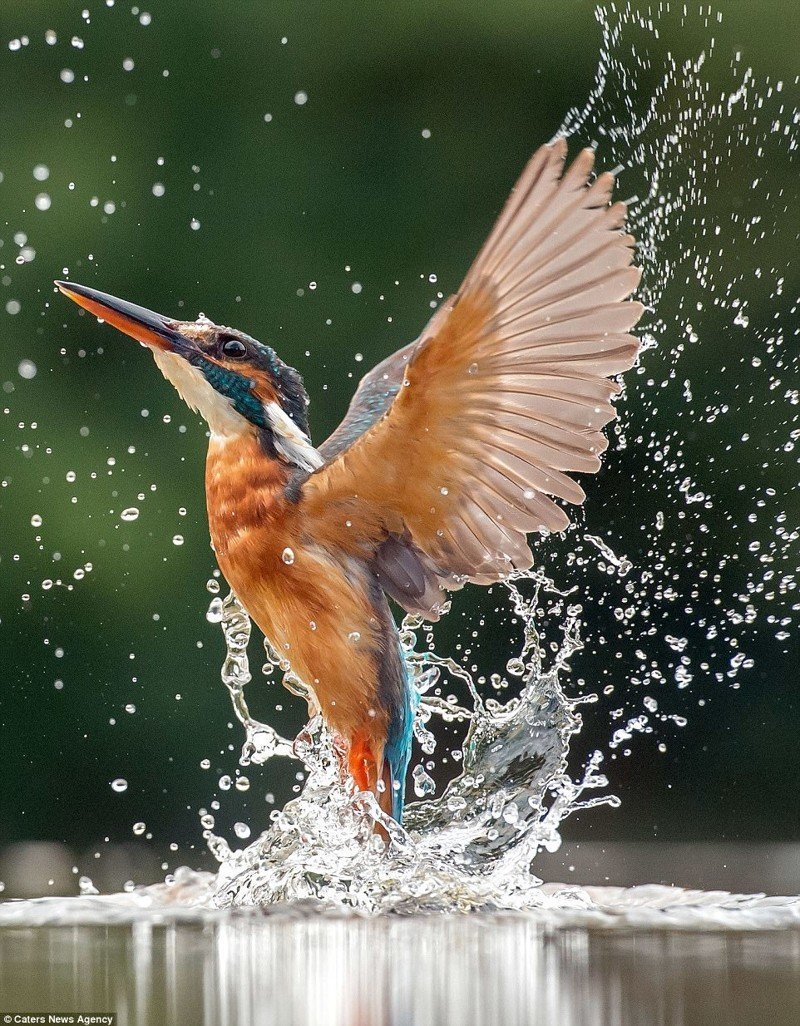 Скопа рыболов-ныряльщик