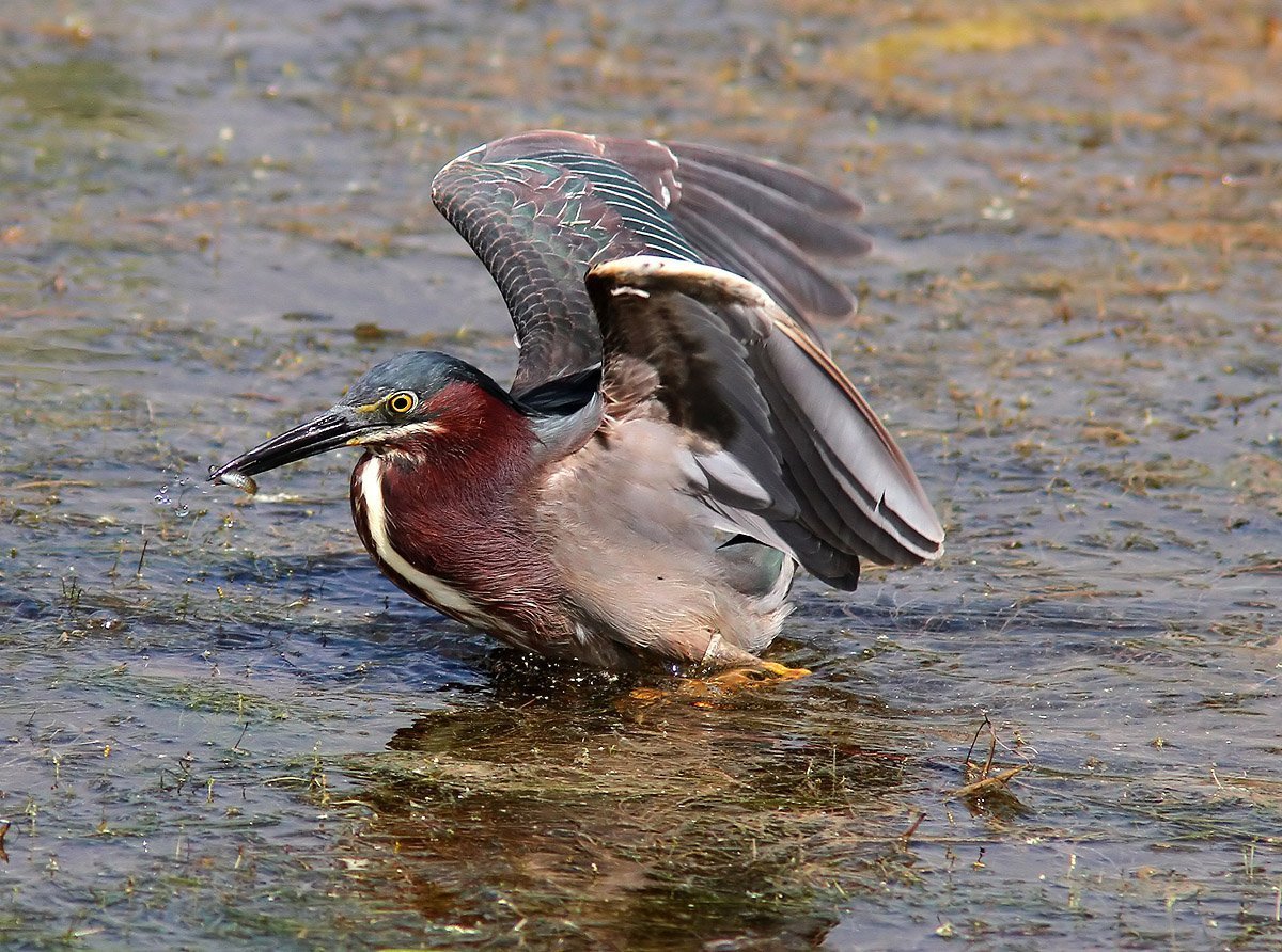 Зимородок рыболов