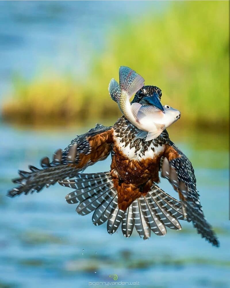 Птицы уникальные снимки