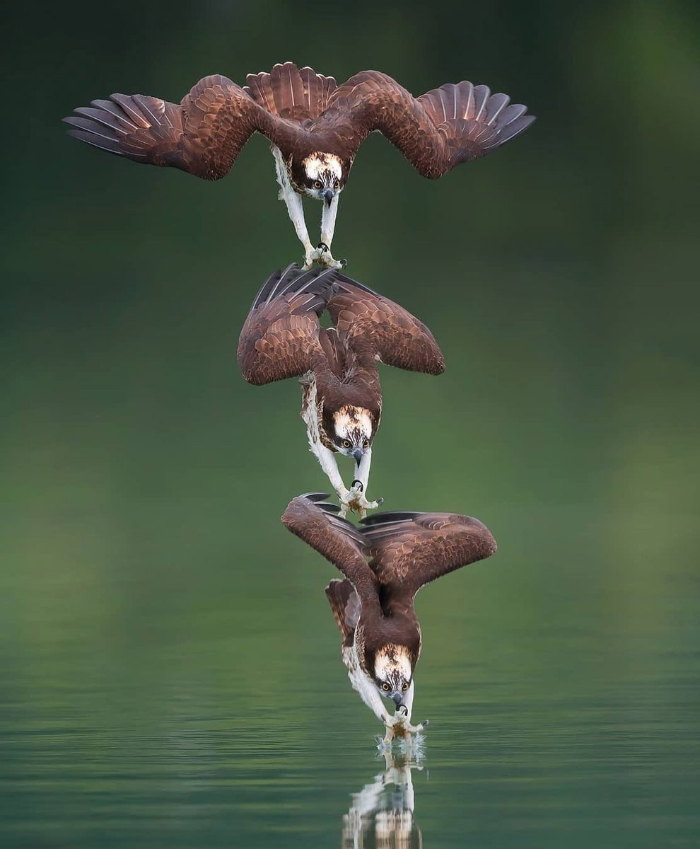 Картинка птица и Дружба