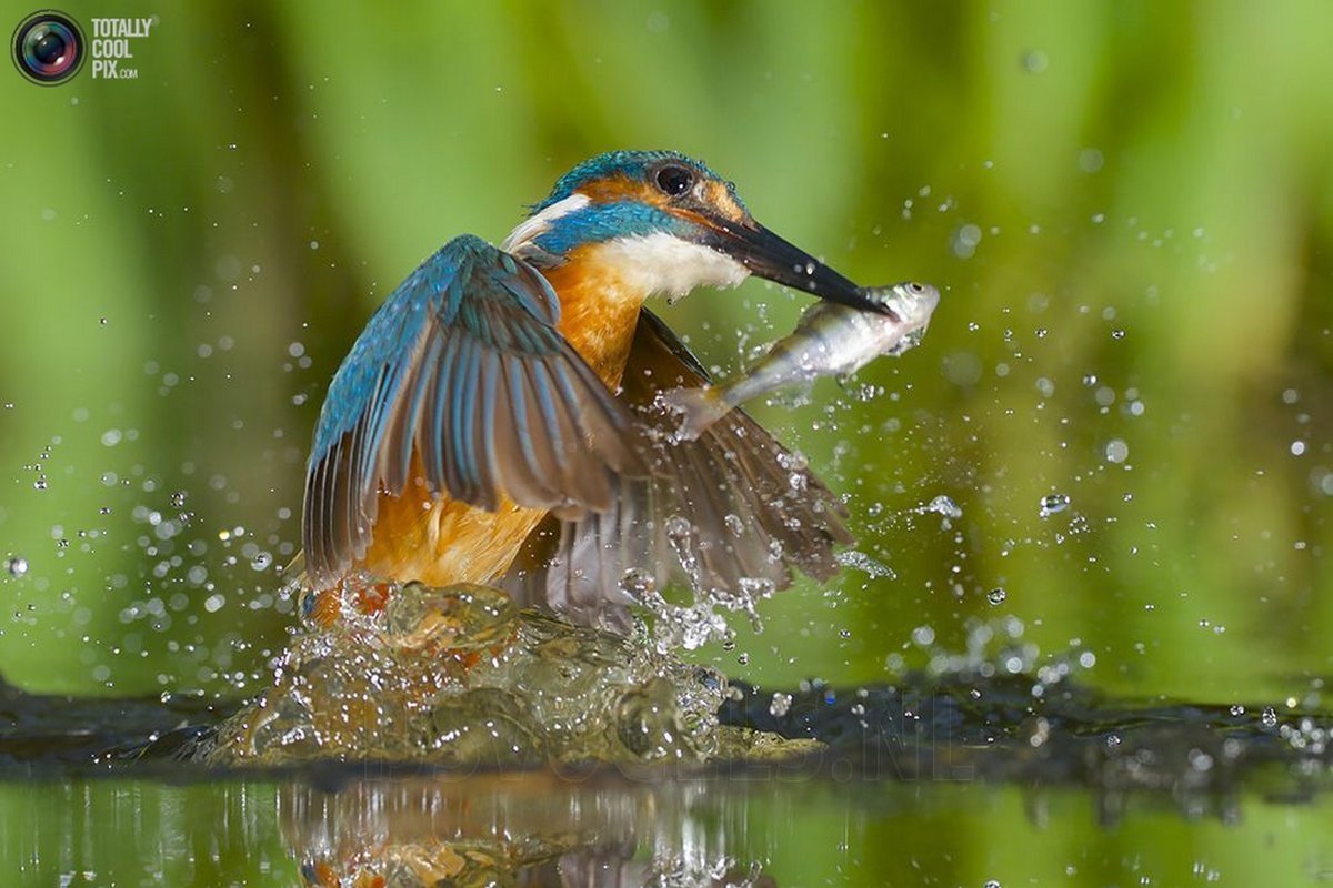 Скопа Речная