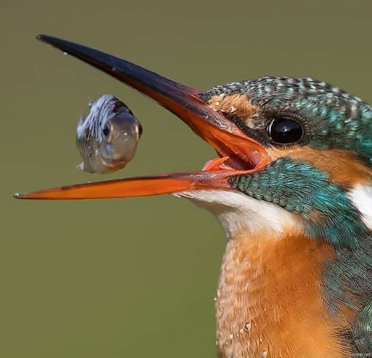 Скопа рыболов-ныряльщик