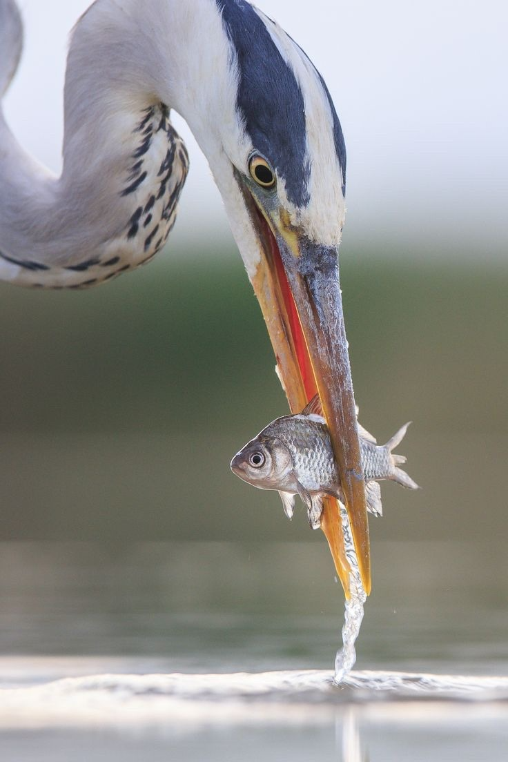 Зимородок с рыбкой