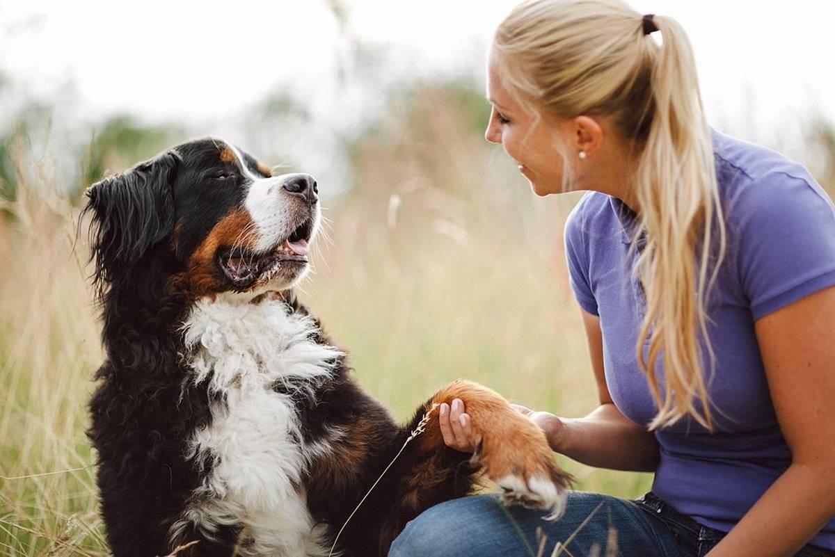 Полезные факты о собаках