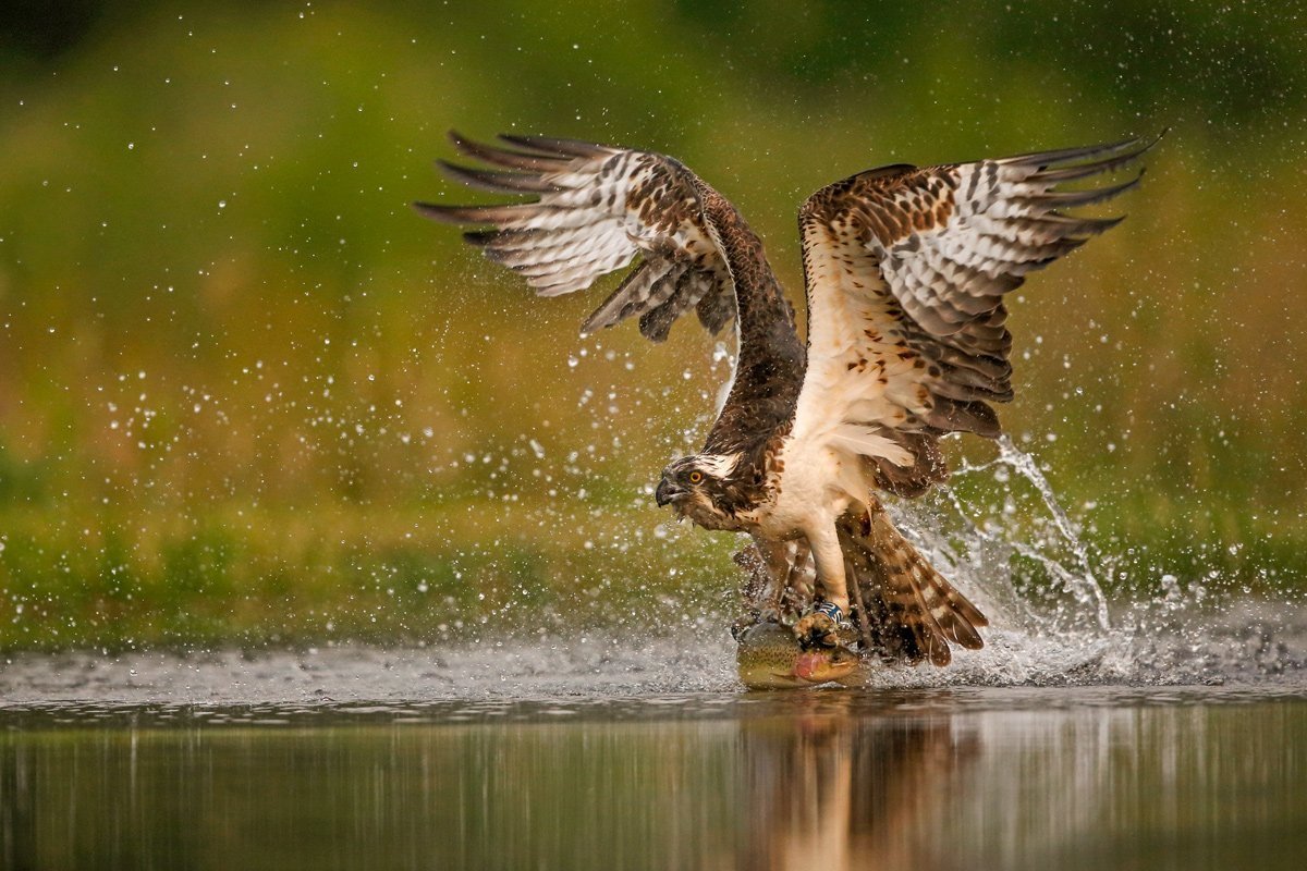 Белоголовый Орлан охотится