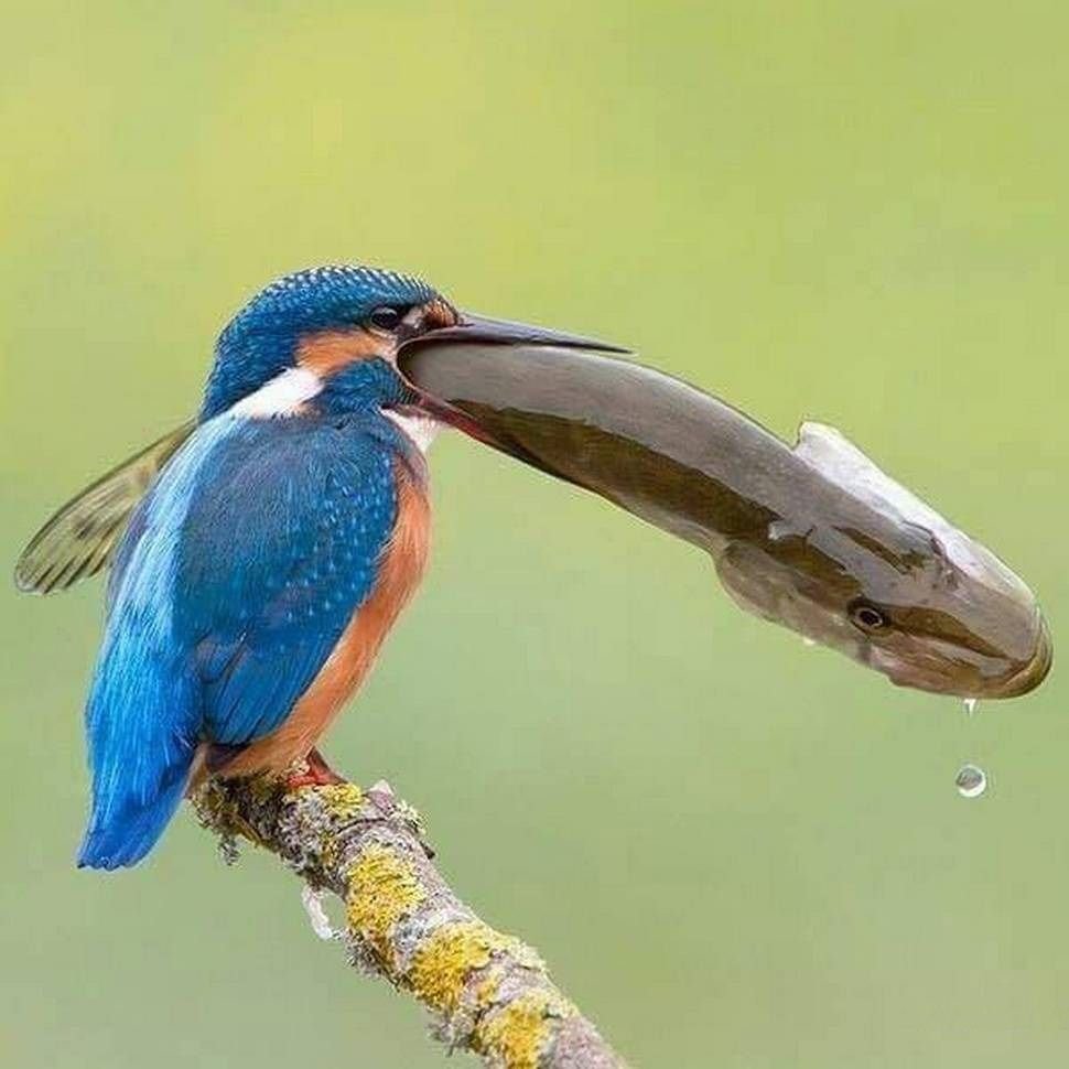 Рыболов Скопа