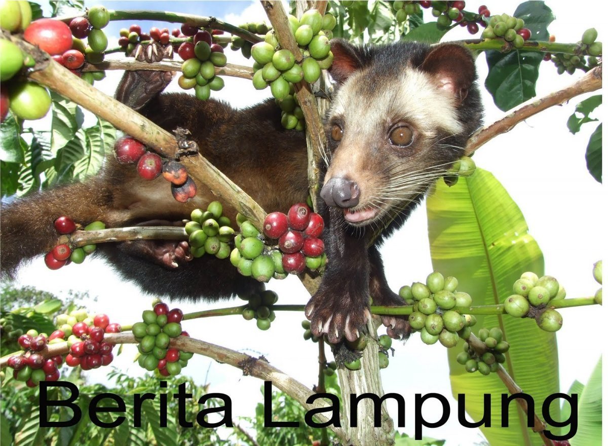 Лювак малайский