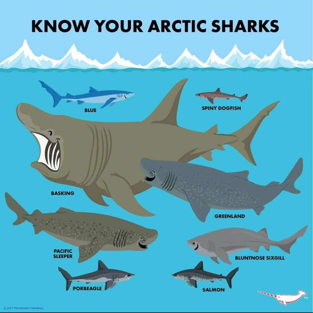 Череп китовой акулы