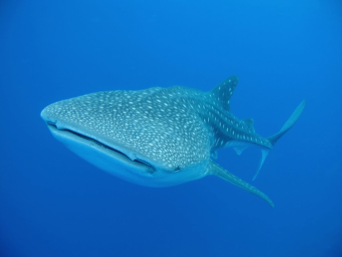 Китовая акула