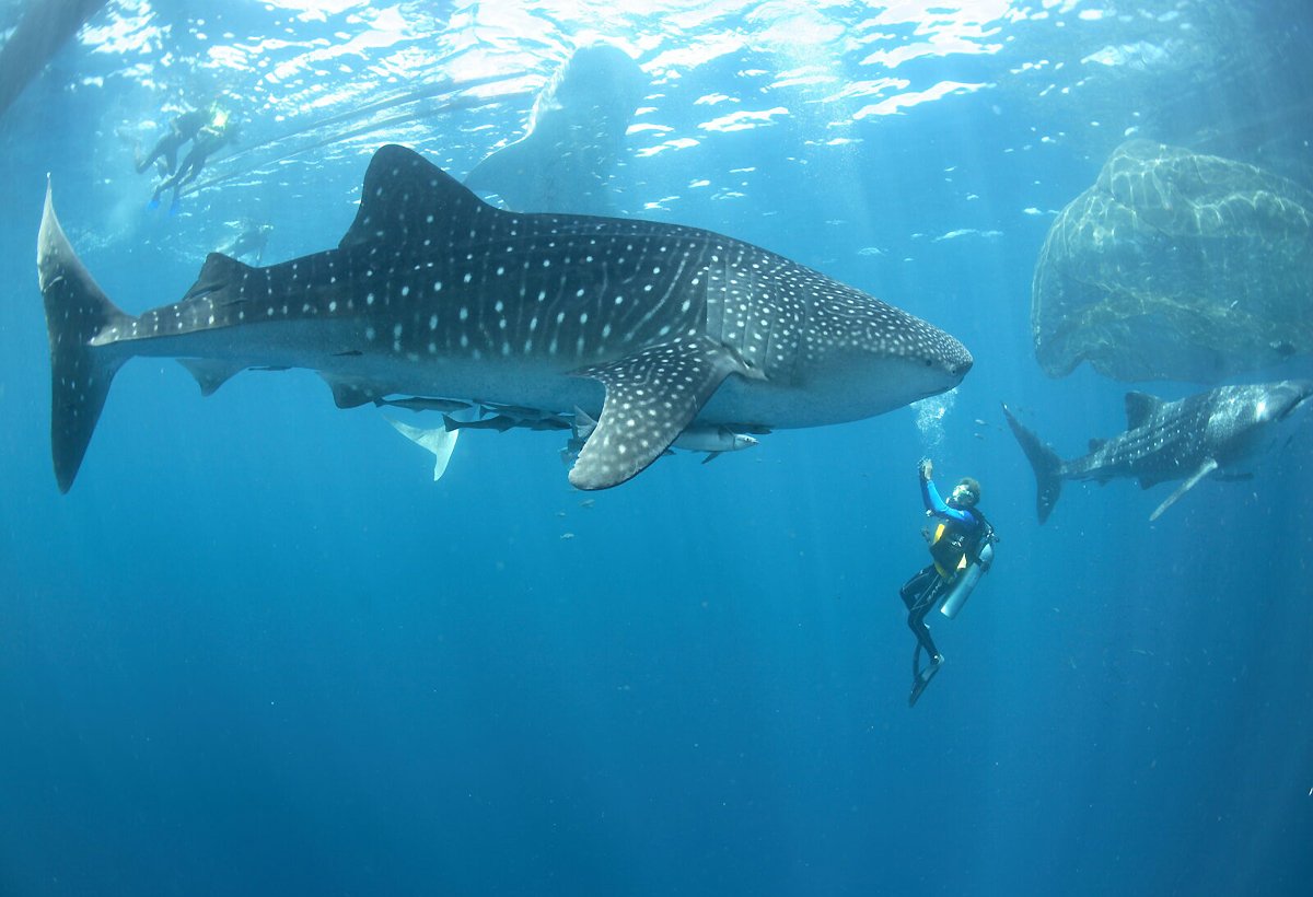 Китовая акула ест