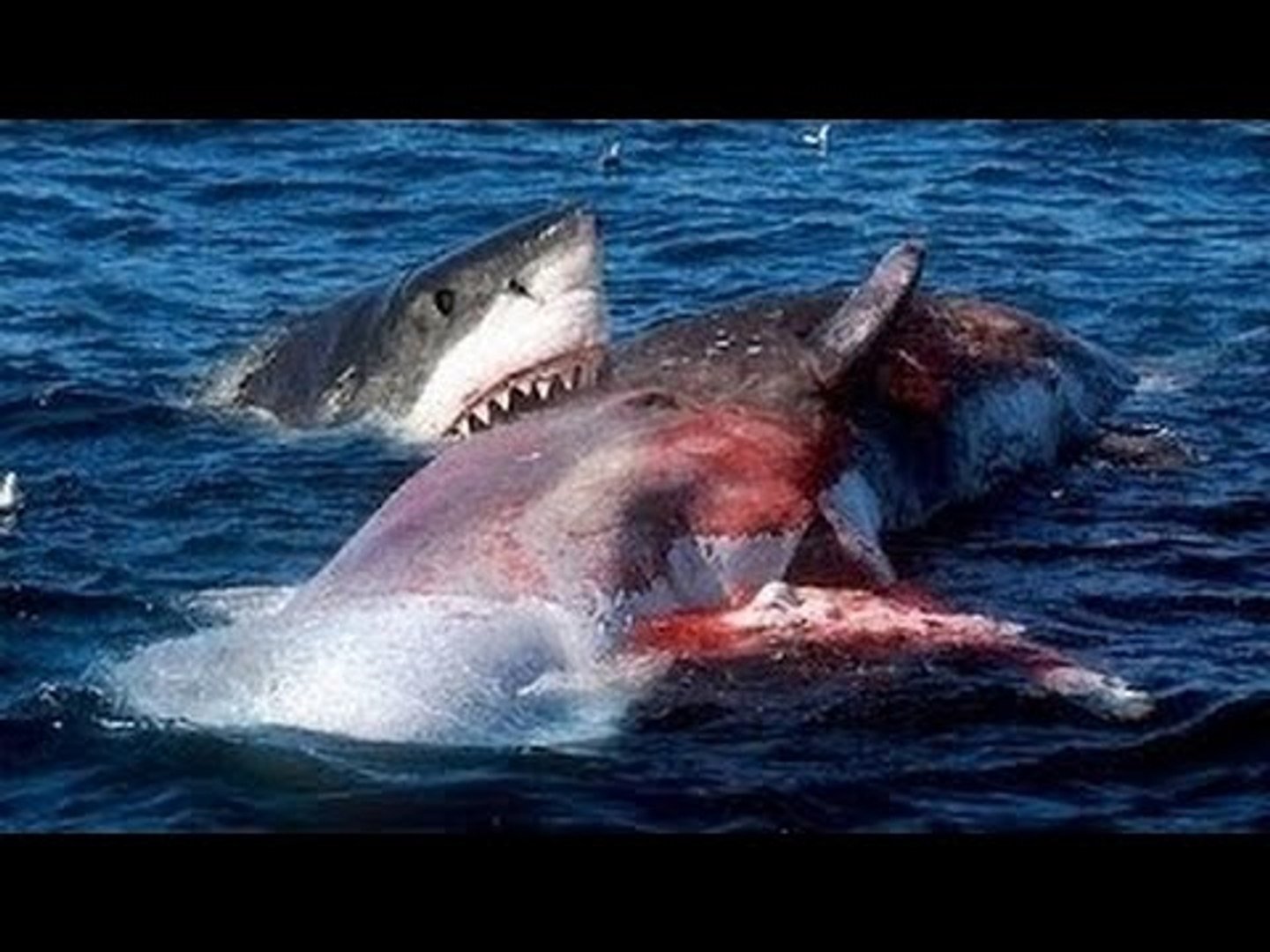 Видео акулы больше. Акула Касатка МЕГАЛОДОН. МЕГАЛОДОН против белой акулы. Акула МЕГАЛОДОН против кита. Касатка против белой акулы МЕГАЛОДОН.